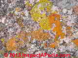 Lichens on rock in Boca de la Canada - central Mexico (C) Daniel Friedman
